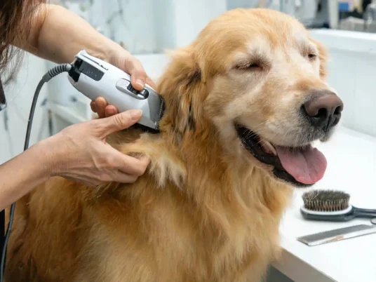 Dog Grooming - Eight Two Digital