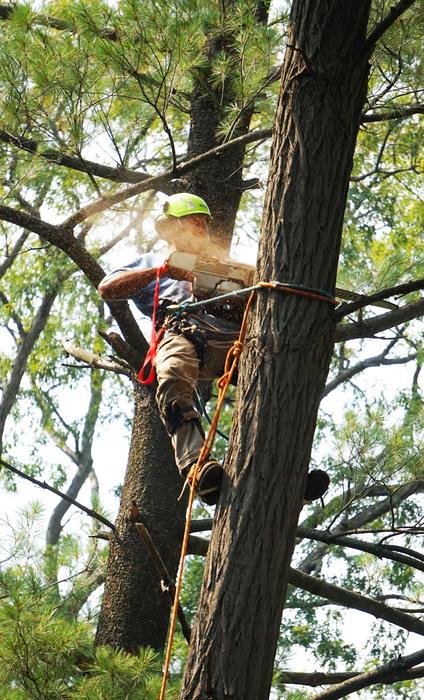 Tree Service professional at work